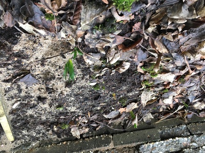 Vergroening tuin 18
